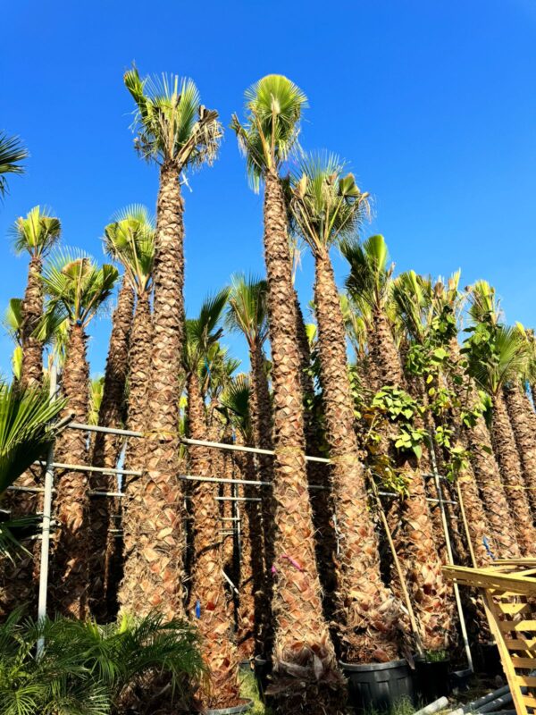 Spanish Washington palm Trees