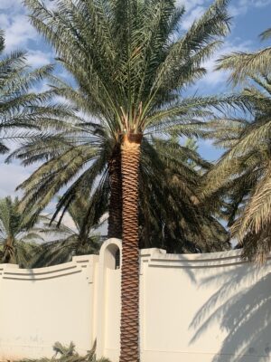 Phoenix Dactylifera “Date Palm”