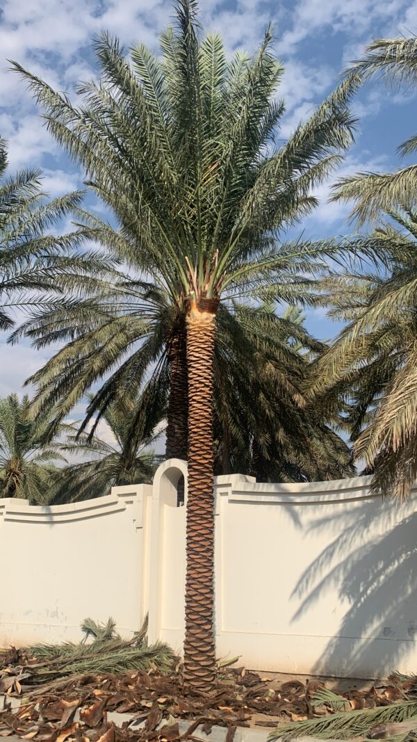 Phoenix Dactylifera “Date Palm”