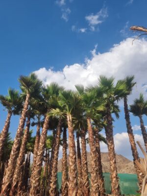 Pakistani Washington Palm Trees